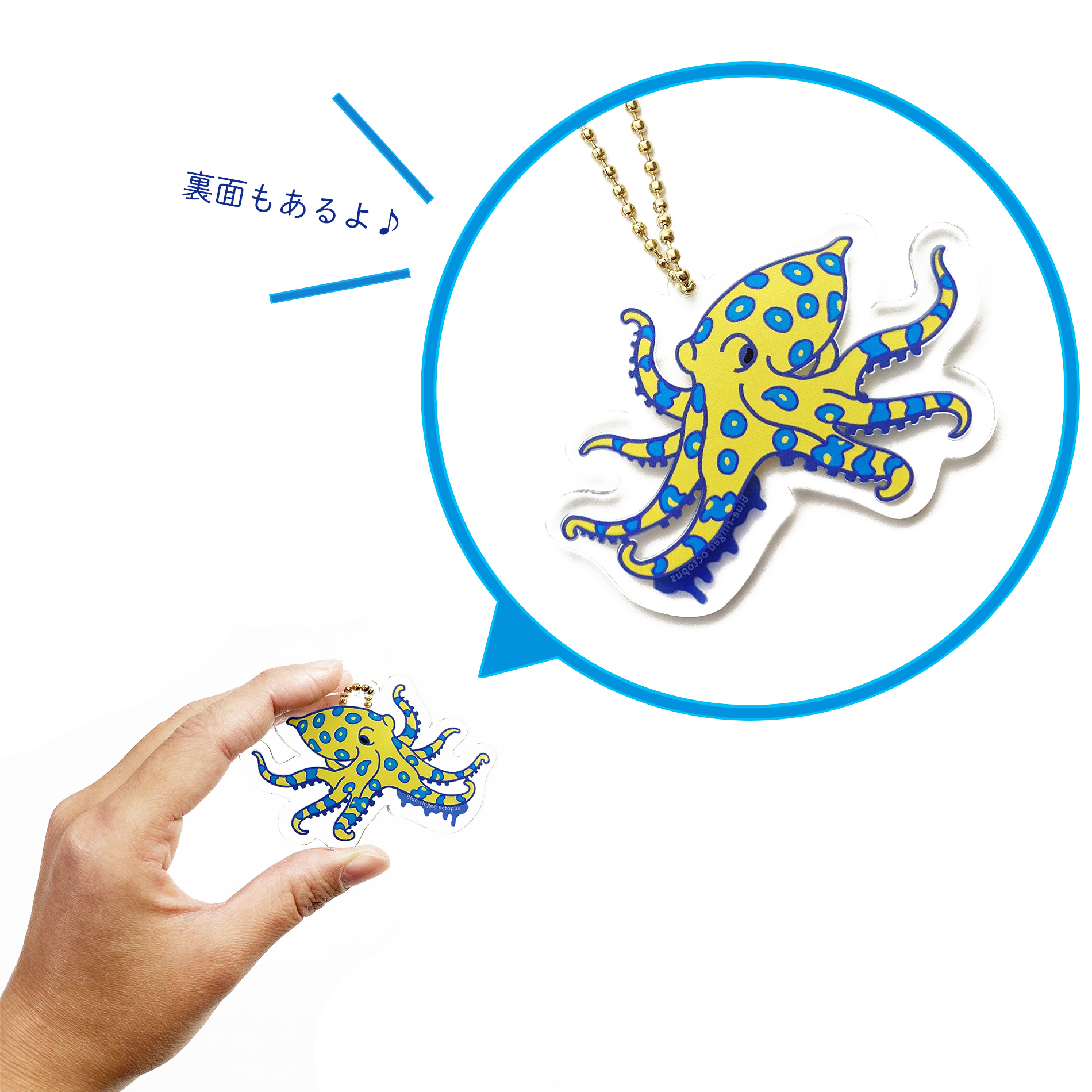 ｱｸﾘﾙｷｰﾎﾙﾀﾞｰ 有毒 | 智光法人向けオンラインショップ（水族館、植物園